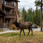 Elk Attack in Estes Park Sparks New Safety Measures Amid Ongoing Wildlife Conflicts