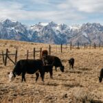 Colorado Beef Prices Soar Amid Drought and Rising Costs, Imports Stir Debate